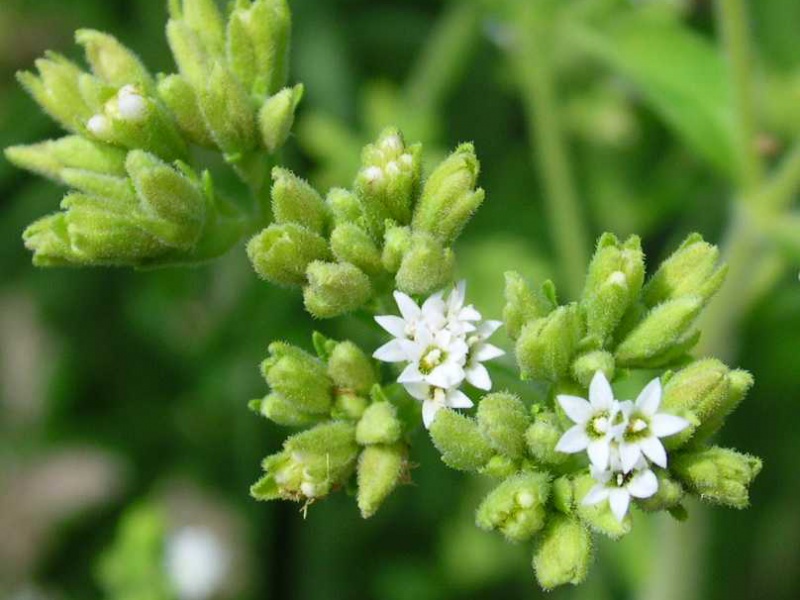 Стевия 'Медовая трава'