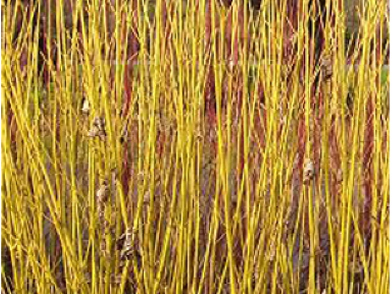 Cornelian cherry yellow-wooded