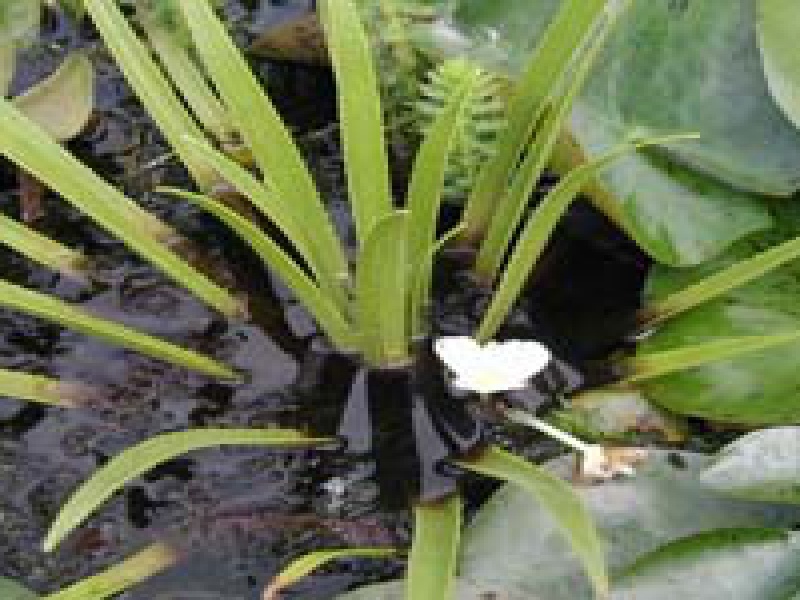 Телорез алоевидный