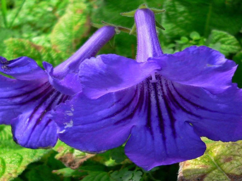 Стрептокарпус