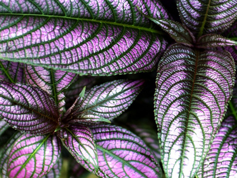 Стробилантес