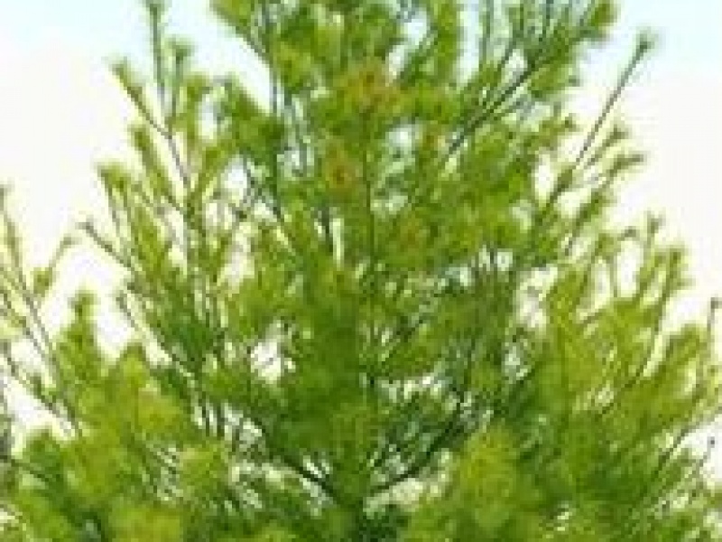 Сосна веймутова