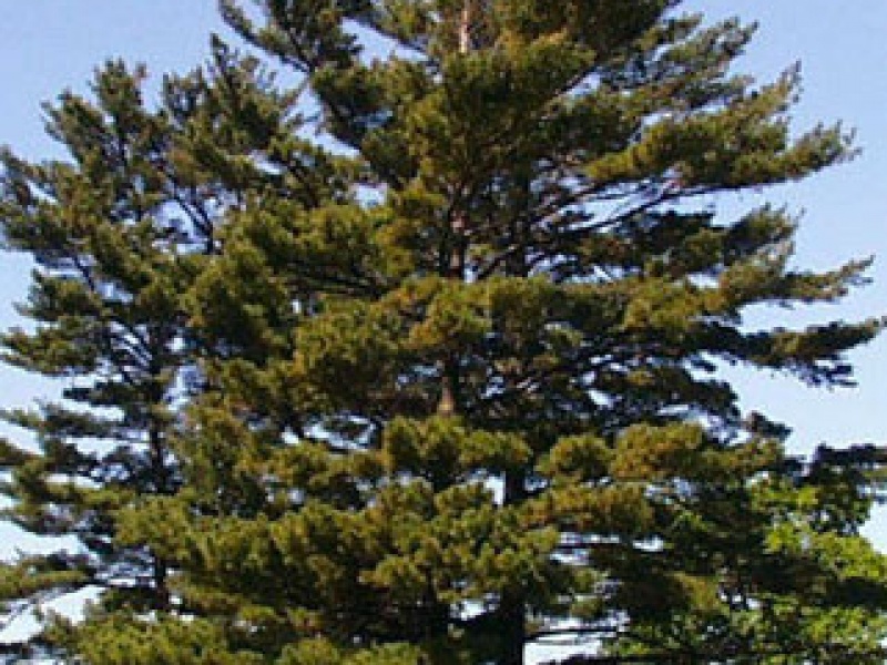 Weymouth pine