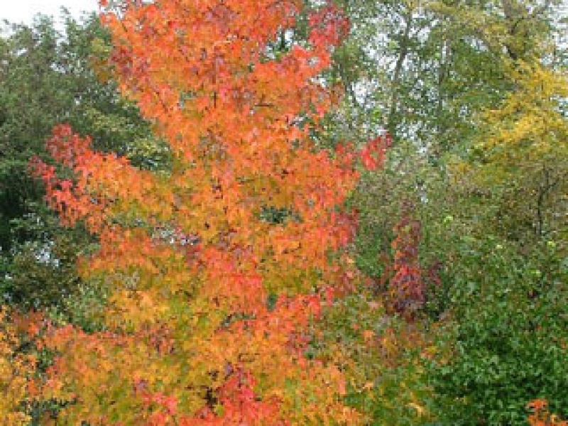 Ликвидамбар Stella