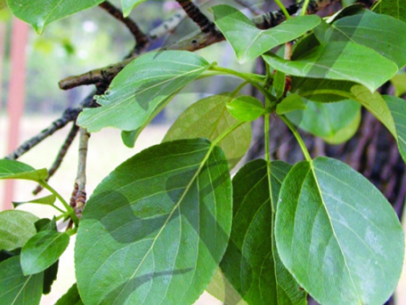 Тополь душистый