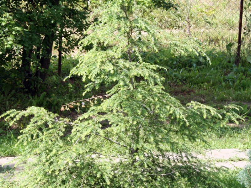 Тсуга канадская