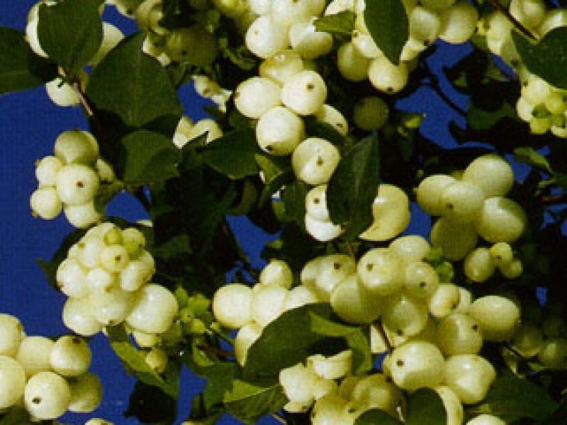 Snowberry