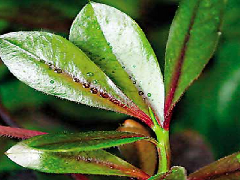 Синадениум