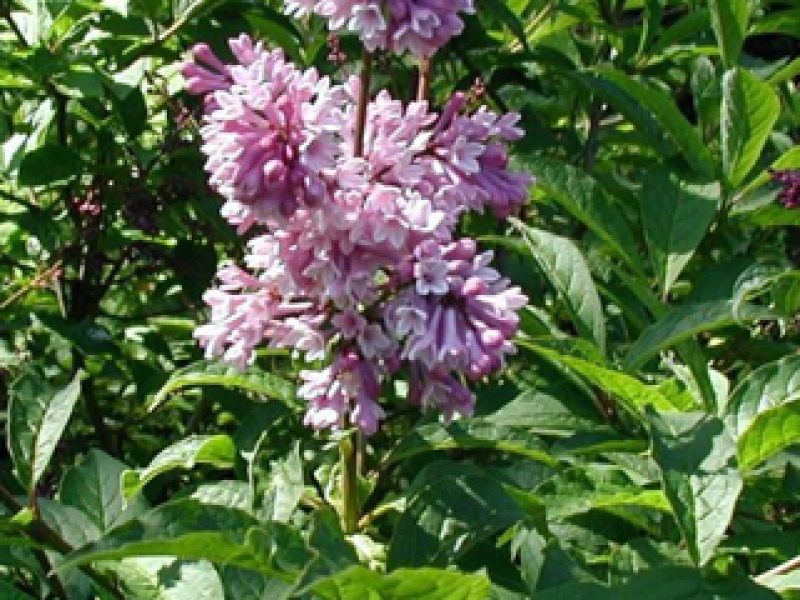 Hungarian lilac