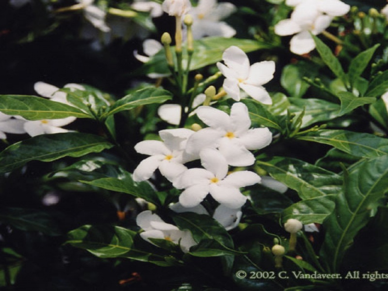 Табернемонтана