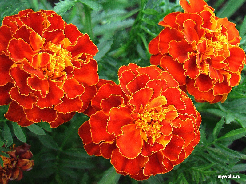 Тагетес или Бархатцы