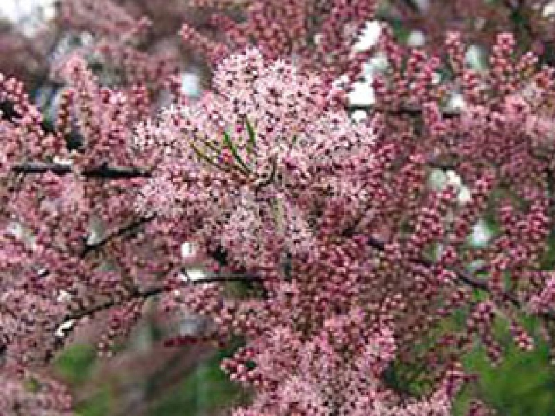 Тамариск весенний