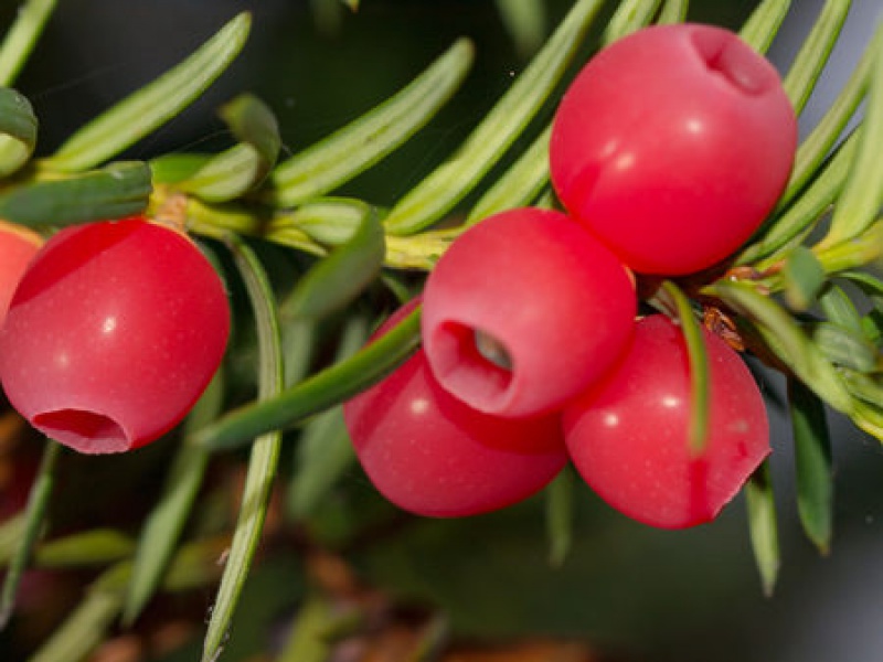 Тис ягодный