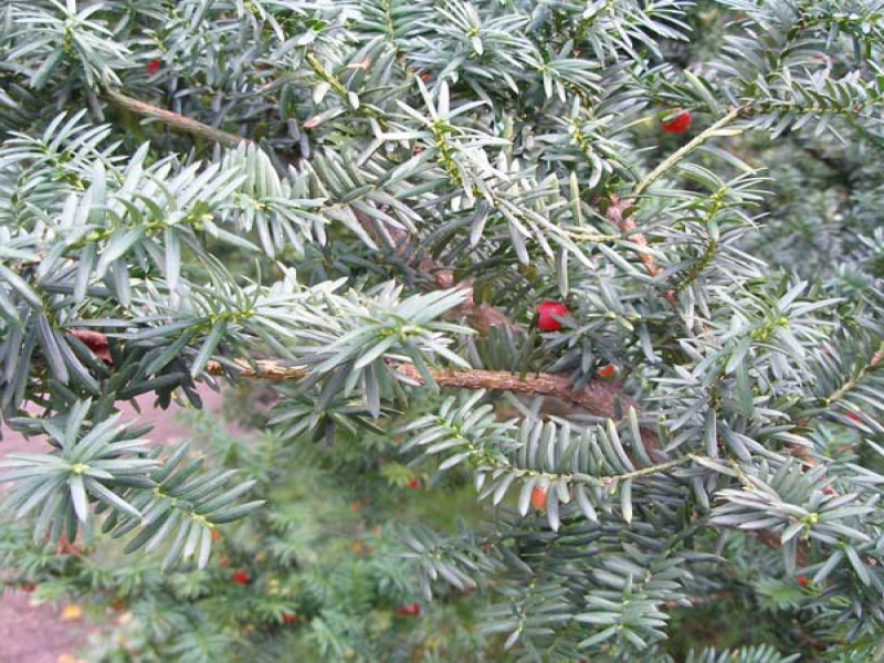 Тис канадский