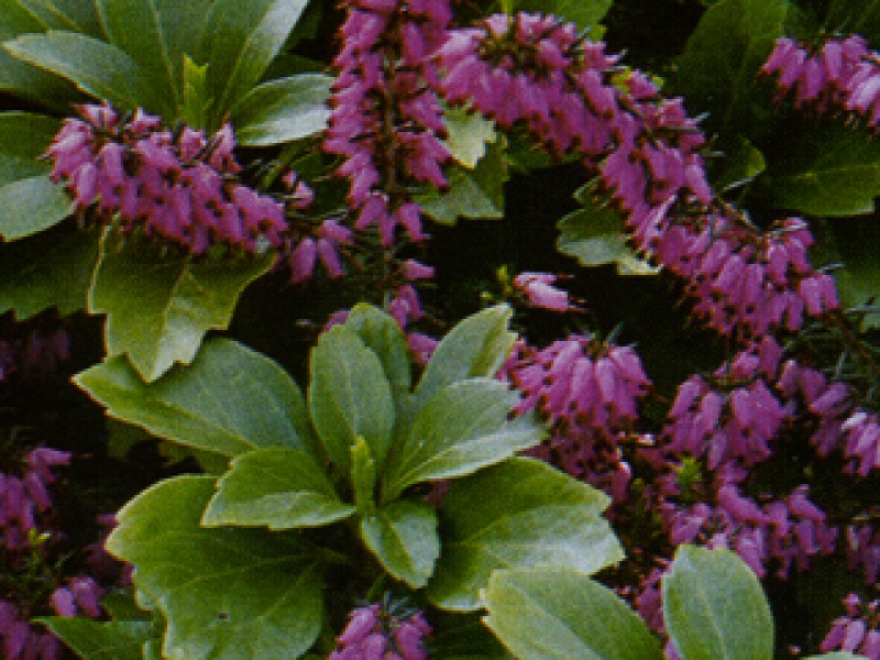 Pachysandra terminalis