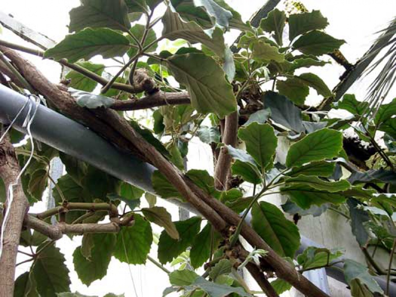 Тетрастигма