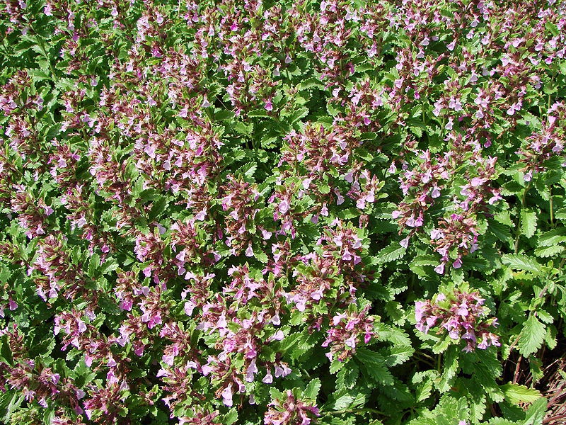 Дубравник обыкновенный или Дубровник обыкновенный