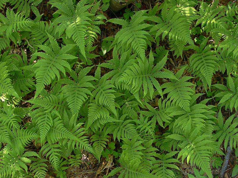 Телептерис лесной