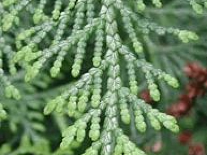 Туя Стендиша