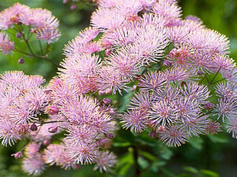 Василистник