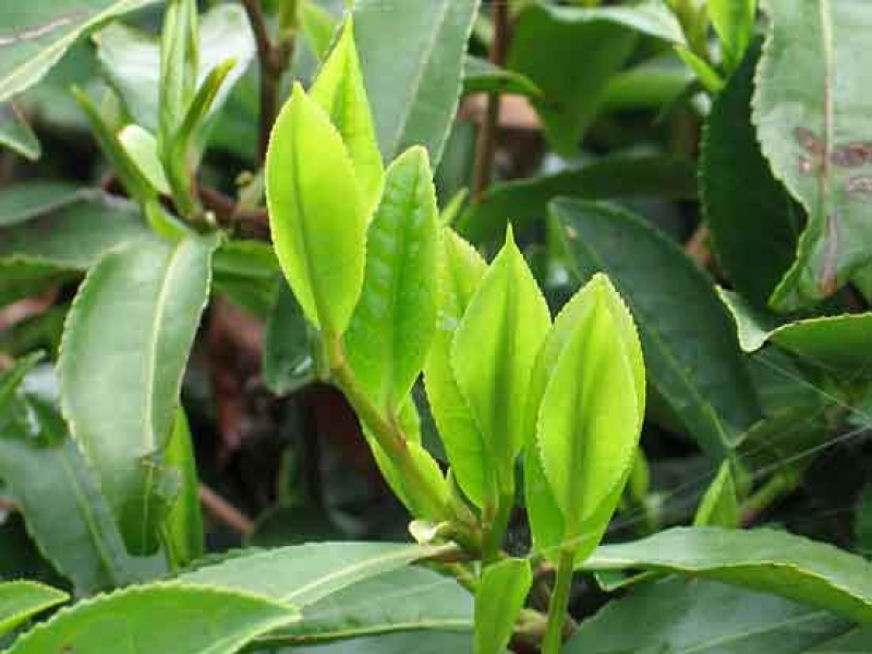 Чайный куст