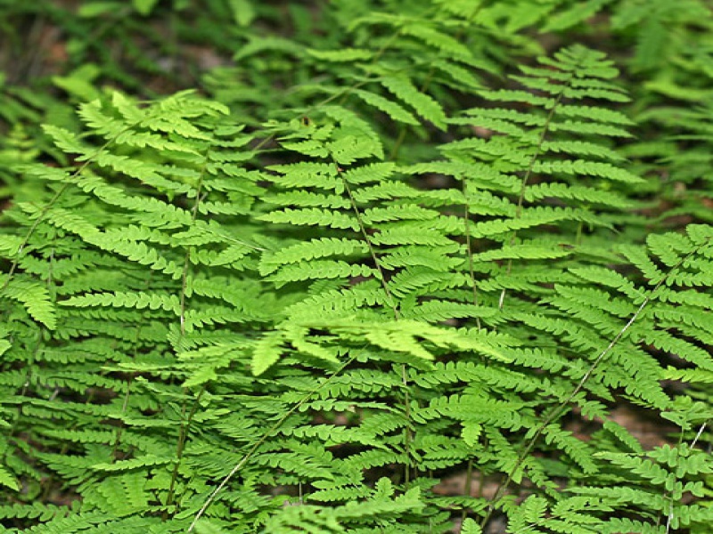 Телиптерис болотный