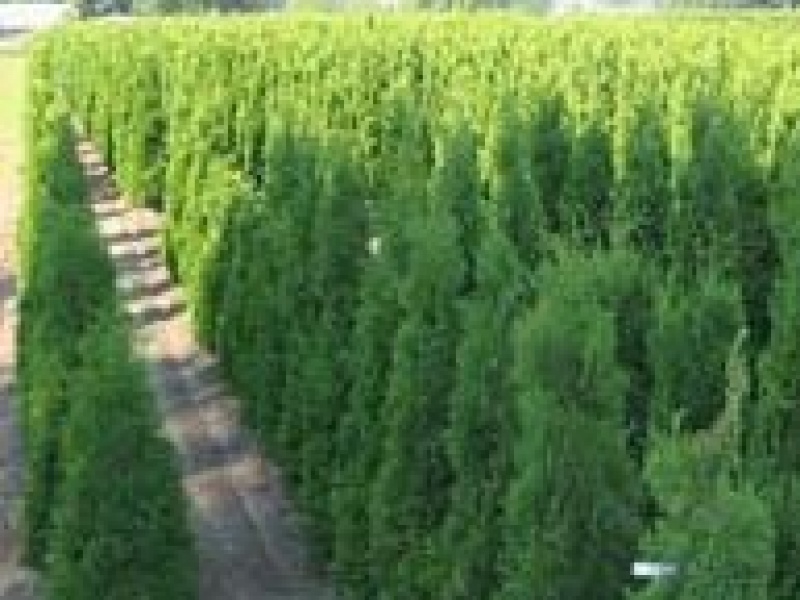 Туя западная