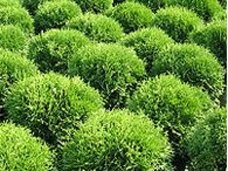 Туя западная Даника