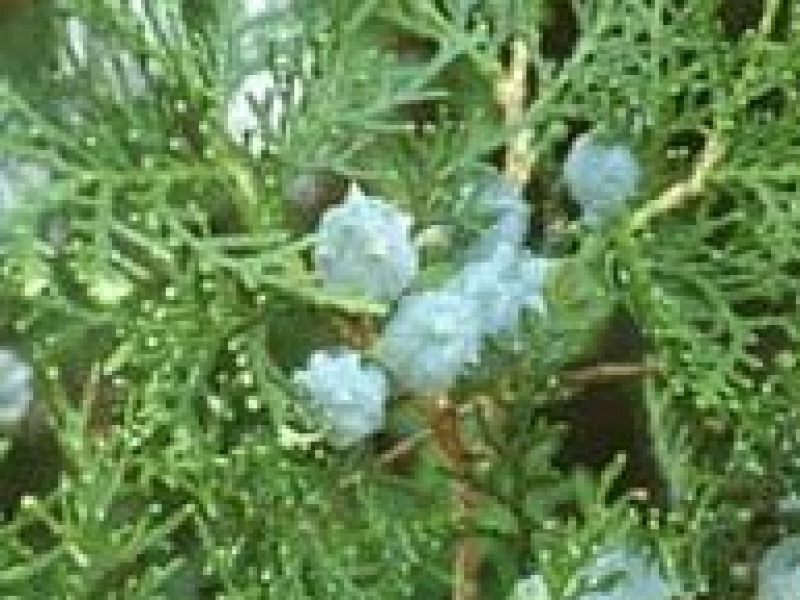 Туя восточная