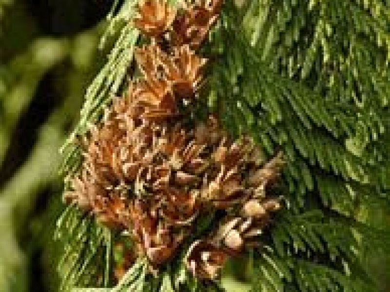 Туя складчатая