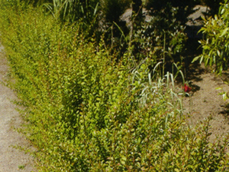 Green barberry