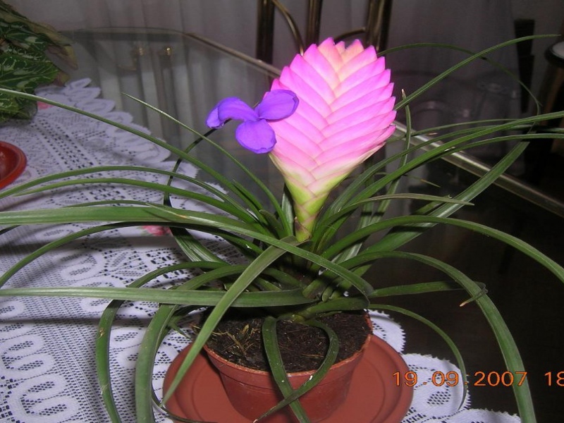 Тилландсия