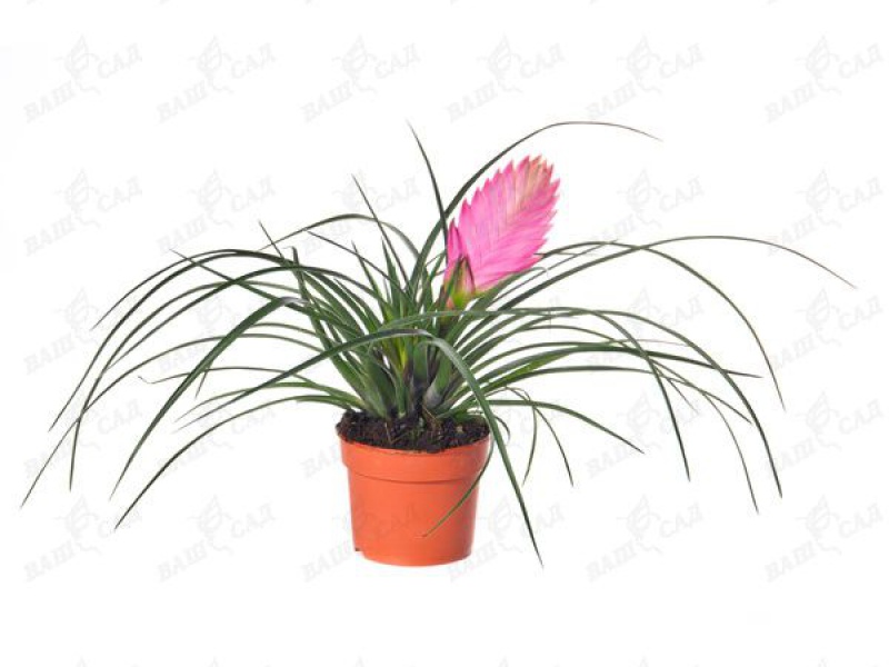 Тилландсия синяя