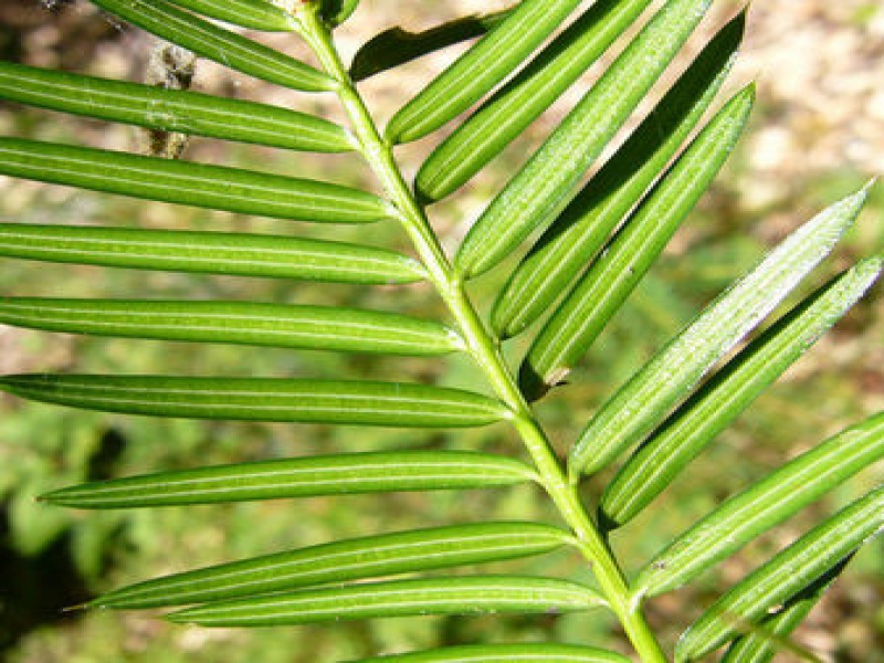 Торрея мускатная