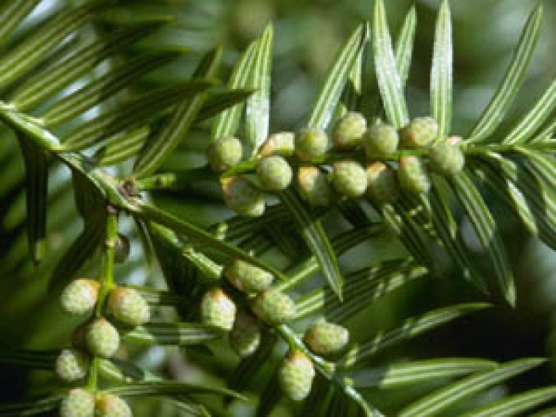 Торрея крупная