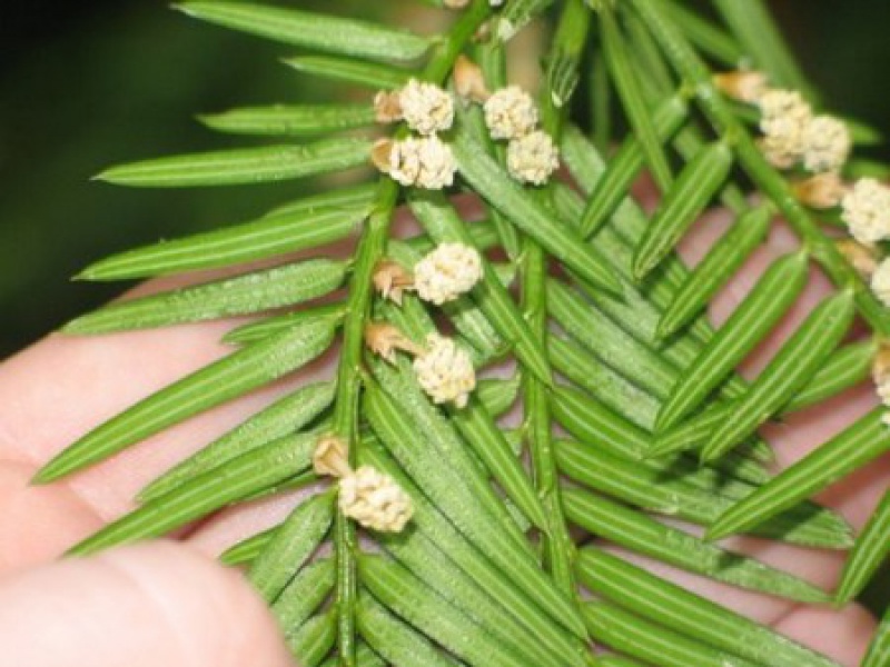 Торрея тисолистная