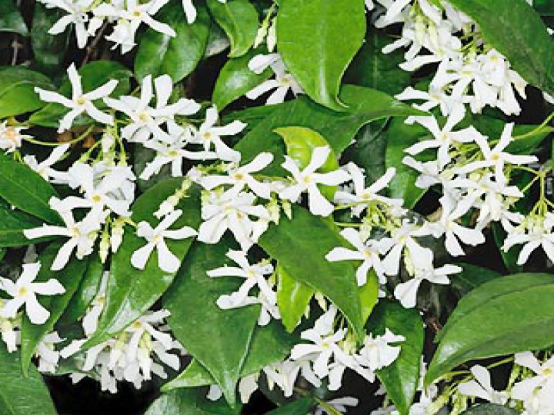 Трахелоспермум жасминовидный