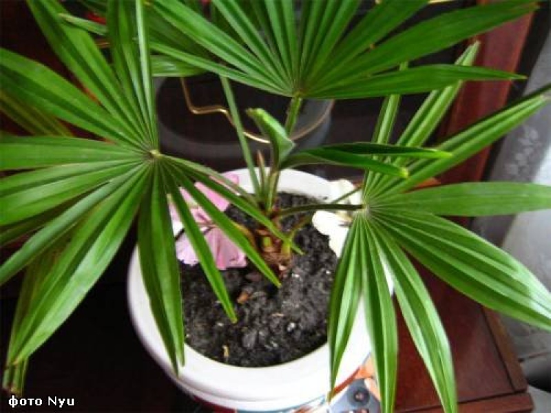 Трахикарпус