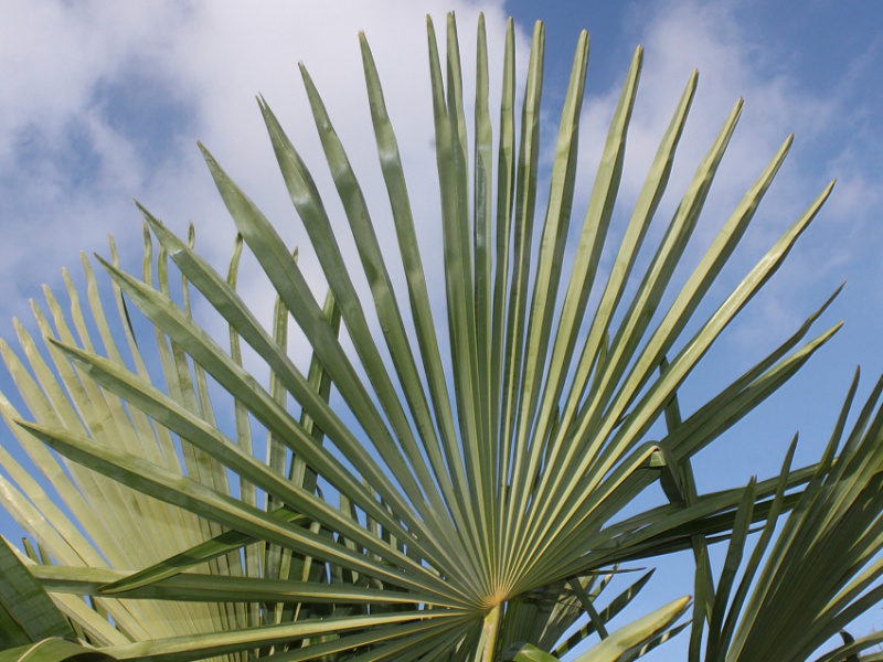 Трахикарпус Форчуна