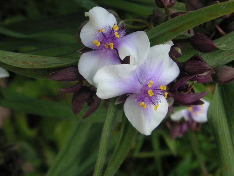 Традесканция