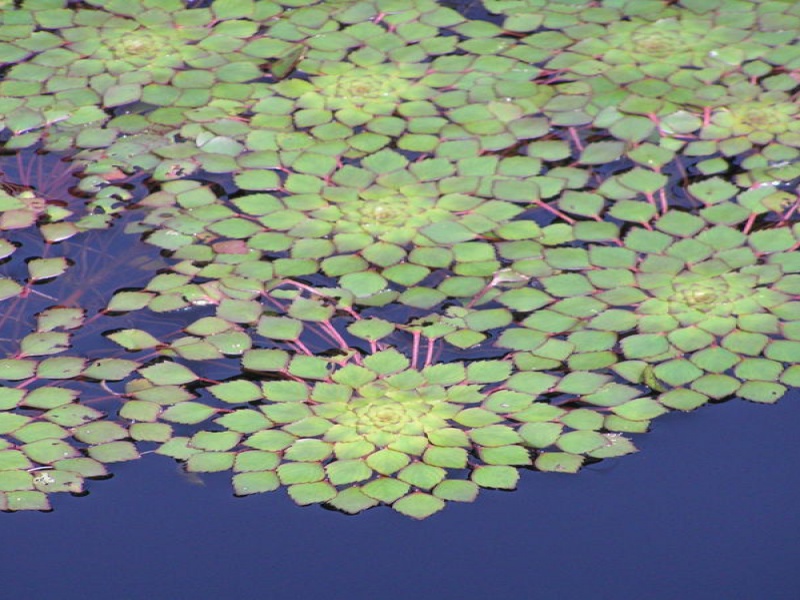 Чилим или Рогульник