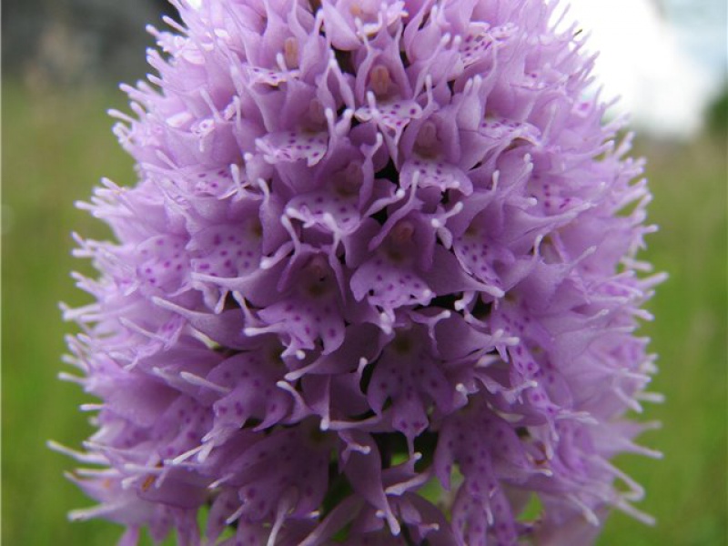 Траунштейнера