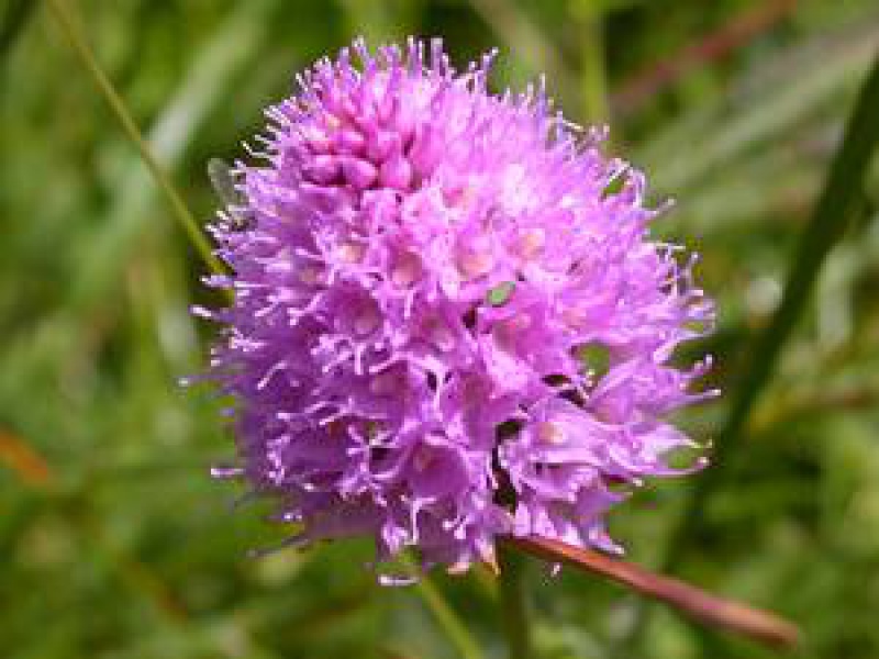 Траунштейнера шаровидная