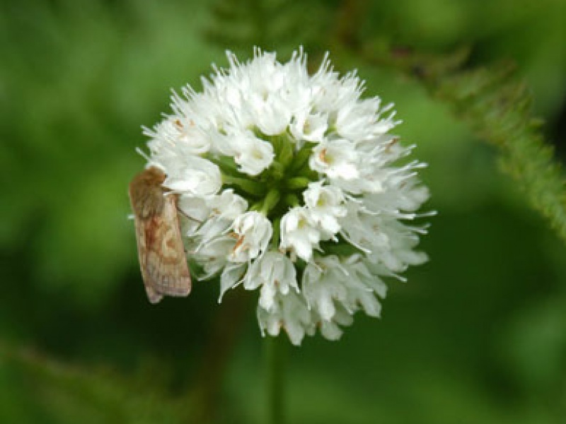 Траунштейнера сферическая