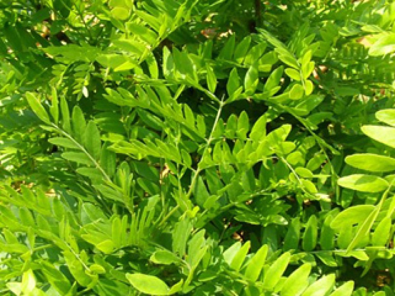 Small-leaved honey locust