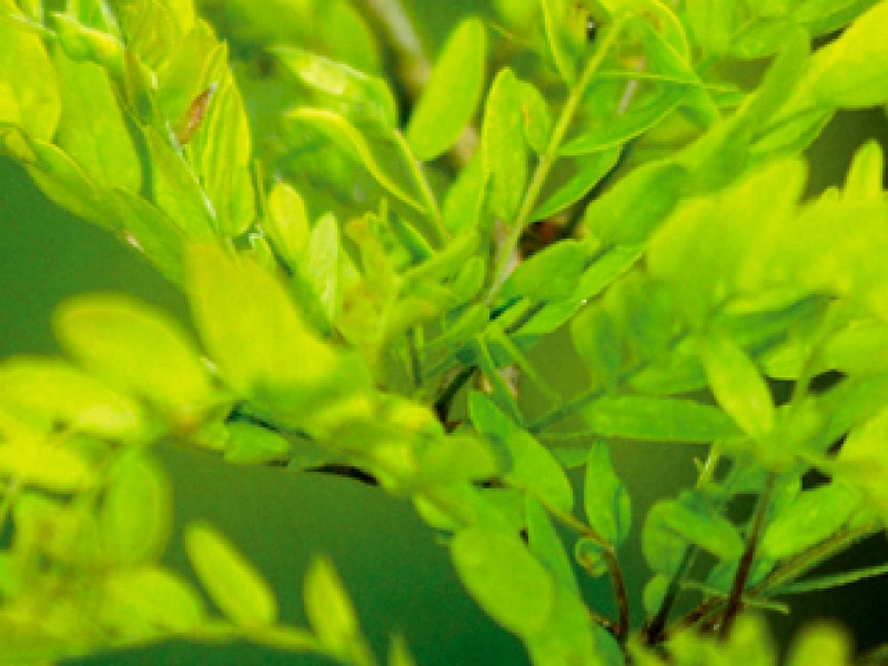 Thornless honey locust