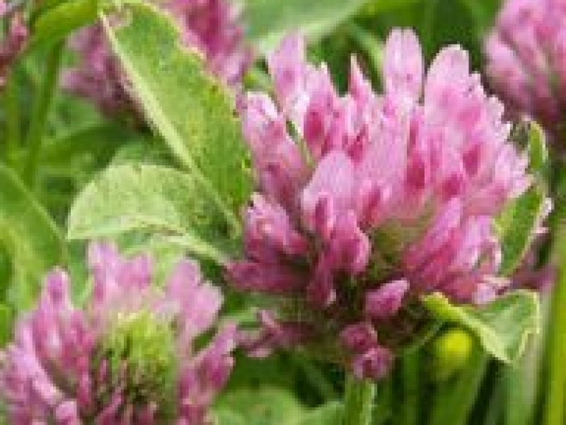 Клевер красный