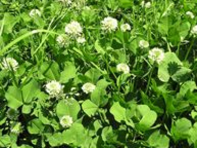 Клевер белый