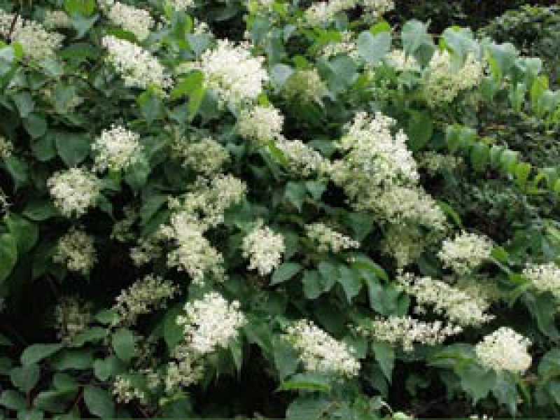 Трехкрыльник