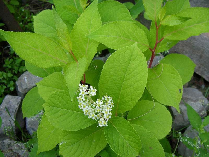 Трехкрыльник Регеля